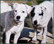 pet portrait painting wholesale